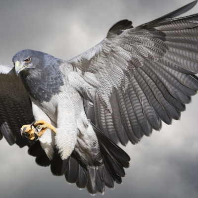 Entry to York Birds of Prey Centre for Two Adults and Two Children