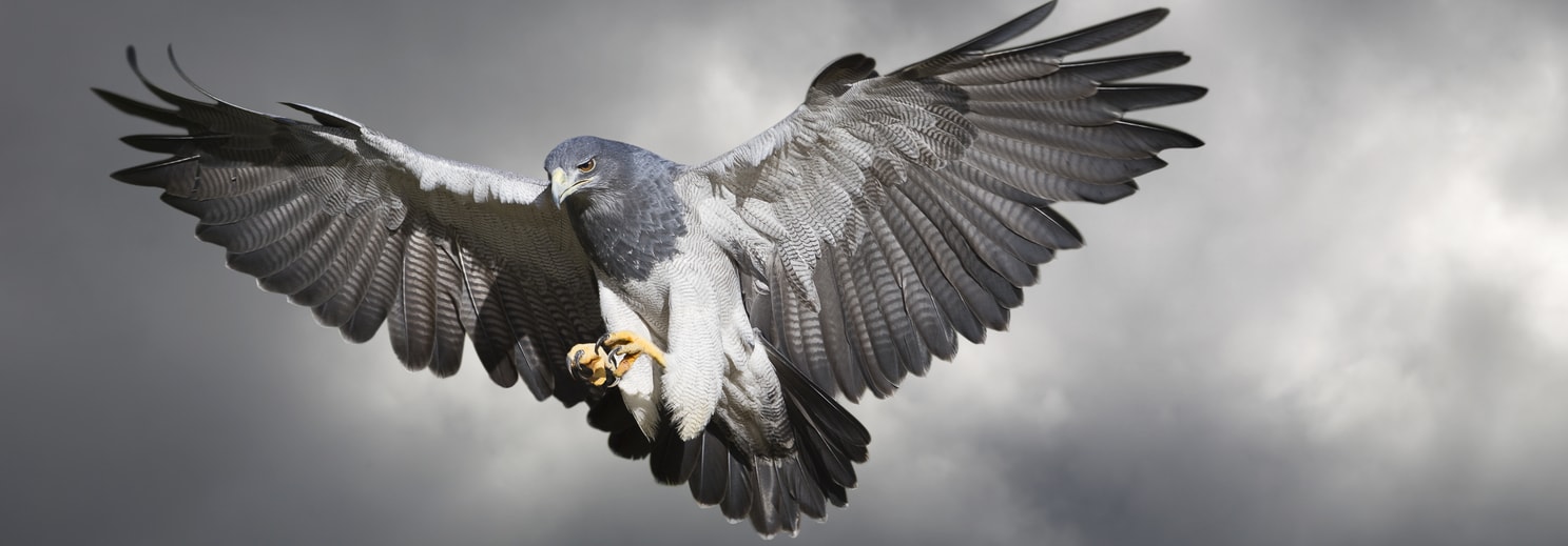 National Centre for Birds of Prey - Visit Helmsley Visit Helmsley